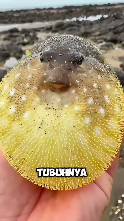 Kenapa Kamu Tidak Boleh Mengangkat Ikan Buntal? #shorts