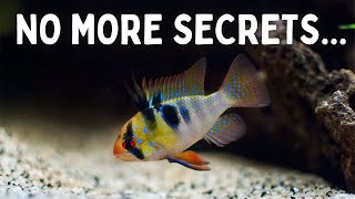 Everything You Should Know Before You Get Ram Cichlids! 7 Tips for Keeping Rams in an Aquarium! screenshot 3