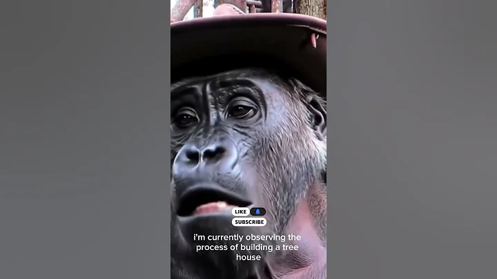 Cowboy Gorilla Visits a Treehouse Construction Site!#youtubeshorts #gorilla #funnyshorts