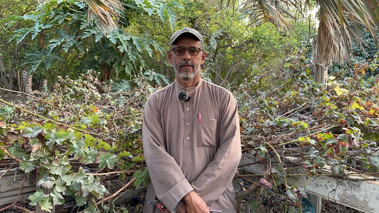 تقليم العنب في طالع الشبط الدرس الاول مع الزعيم ابوسلمان