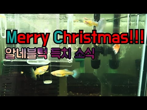 알비노 네온 블루 턱시도 구피, Guppy sky blue albino, Taengsunny, 탱써니 물생활