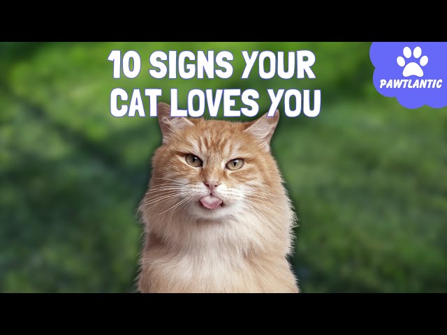 10 signs your cheap cat loves you
