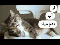 چرا گربه از آب بدش میاد و از خیس شدن و حمام کردن متنفر است هیچوقت گربه را خیس نکنید 