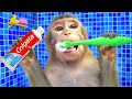 Kiki monkey brush teeth and bathing in the toilet and play with ducklings  kudo animal kiki