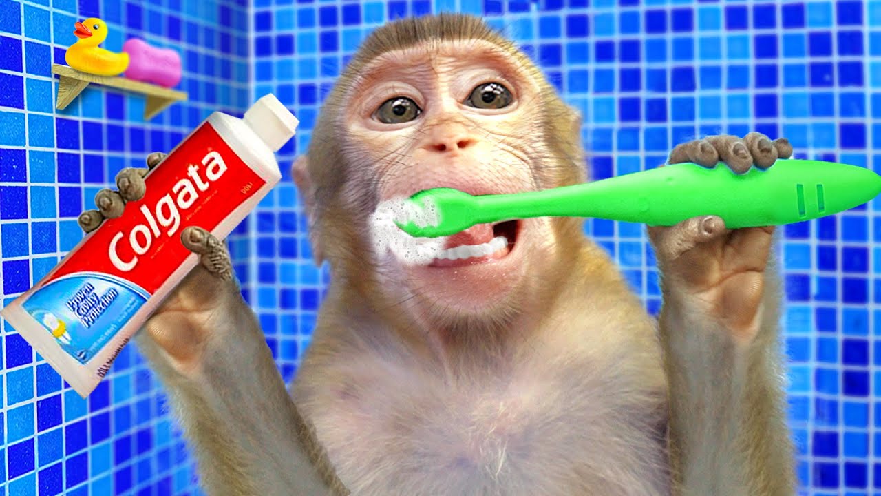 KiKi Monkey brush teeth and bathing in the toilet and play with