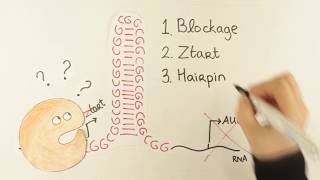 Animation Of Ran Translation Mechanism By Fenne Riemslagh And Saif Haify