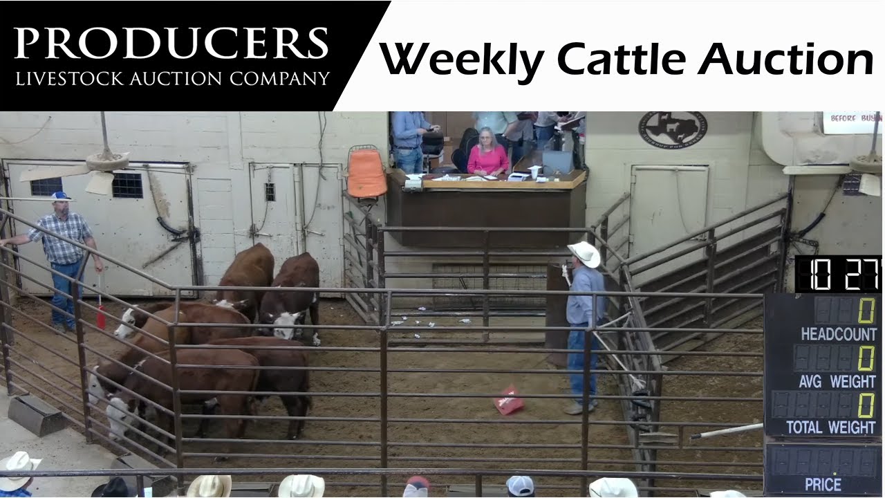 10/20/2022 Producers Livestock Company Cattle Auction YouTube