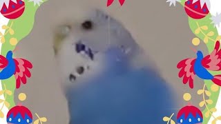 プレミア⑬動画1周年🥰（インコ達の総集編少々💕）