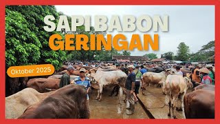 UPDATE HARGA TERKINI SAPI BABON GERINGAN 
