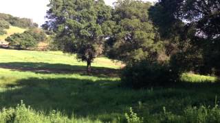 5lbs. Tannerite vs huge oak tree