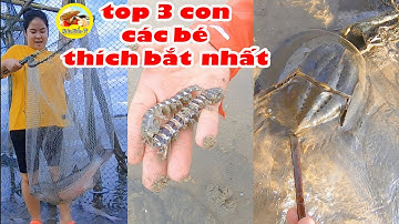 top 3 con vật bé thích bắt nhất khi đi biển Vũng Tàu: Mò Cua Bắt Ốc - TV
