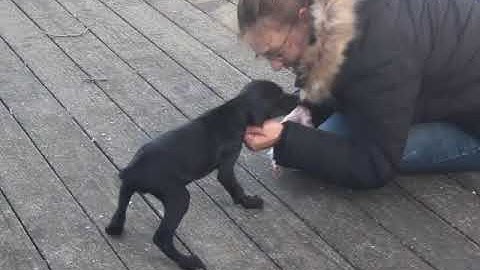 German Shorthaired Pointers  Penny Retrieving at 8 Weeks old