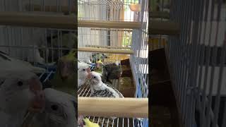 Filhote De Calopsita De 30 Dias E Já Comendo Sozinho