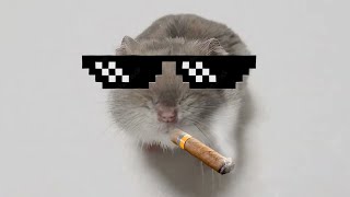 Sad Hamster Becomes Cool by TurbiMark 36,839 views 2 weeks ago 35 seconds