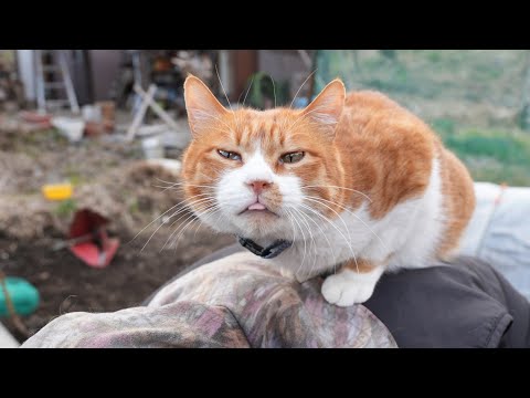 ネコ野郎 シナダ SHINADA ぬいぐるみ もちねこ クロ(XL) MONE-0880B