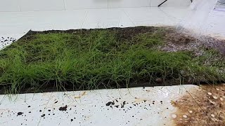 Removing a lot of dirt and grass from abandoned carpet - Grass proliferation - ASMR RUG CLEANING