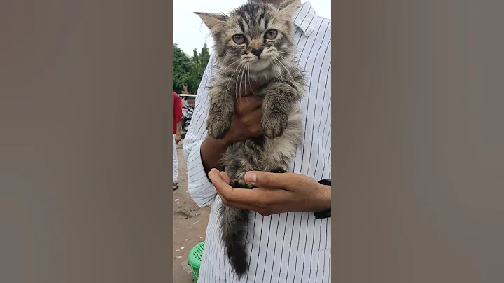 Watch the video about Siberian breed cat **** | for sale | lucknow pet market #shorts #cat #viral #viralshorts #pets