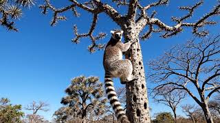 Lemur Leaping Video Generated