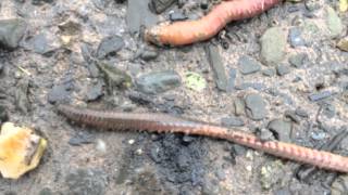 November Day - Sea worms - Tidepool Tim