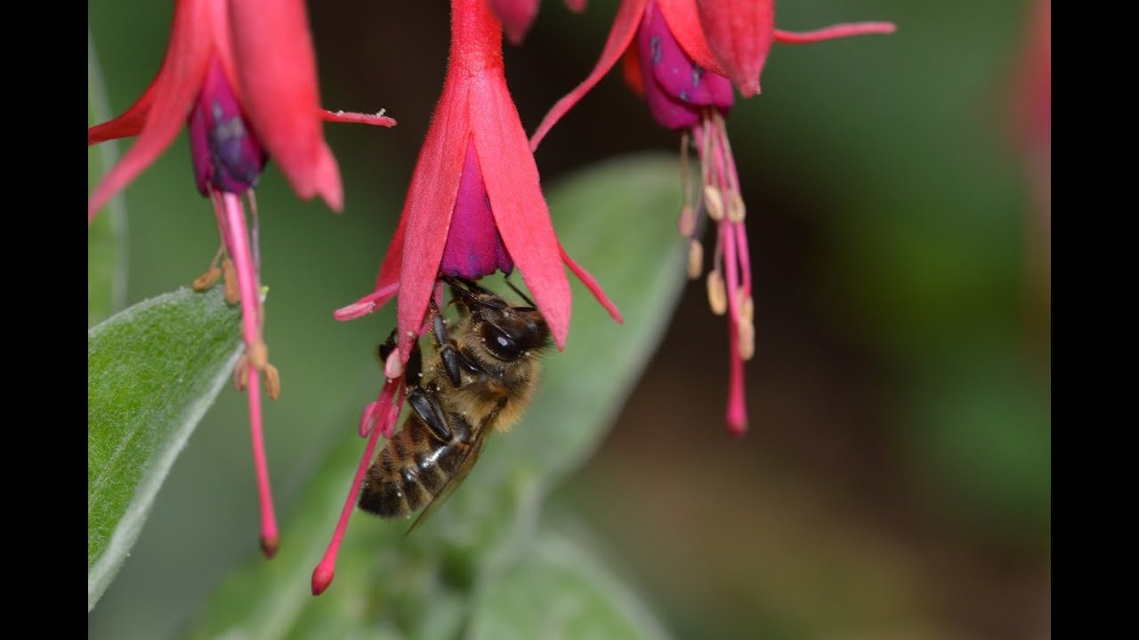 Une abeille qui butine tranquillement