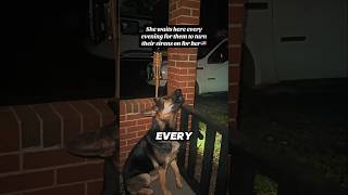Celebrity This retired K9 still waits for her team every night ❤️ Wealth