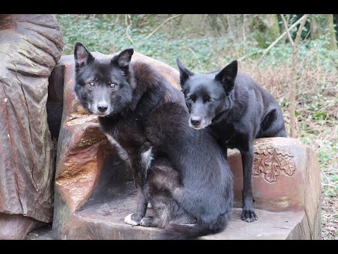 Dog walking in Bigsweir Woods and Cefn Ila