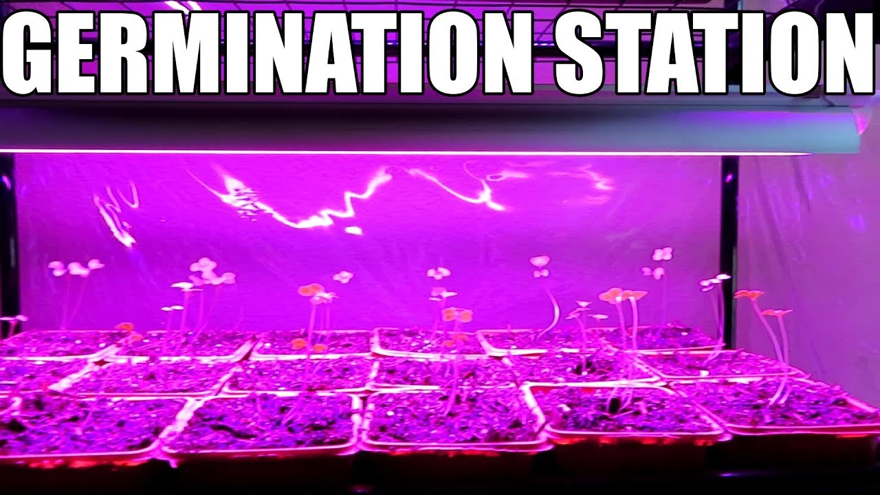 Inexpensive germination station with LED grow lights YouTube