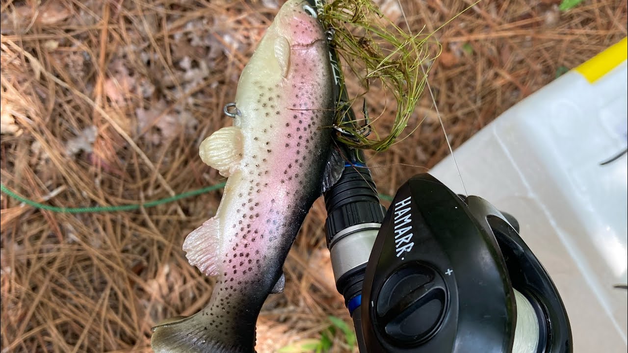 Will Bluegill Fed Bass Eat Trout Swimbaits? YouTube