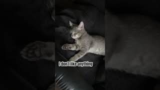Today I don't feel like doing anything ! #lazycat #catshort #cutekittenvideos