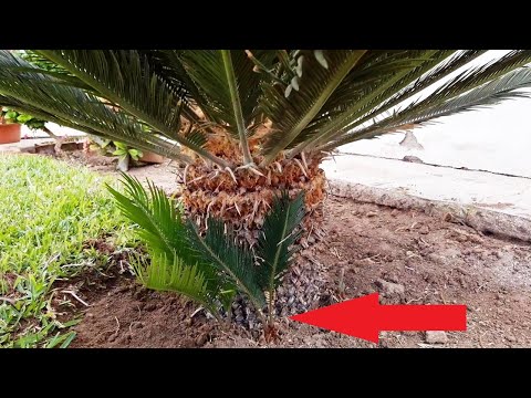 Video: ¿Cuándo puedo trasplantar palmeras de sagú? Consejos para trasladar una palmera de sagú