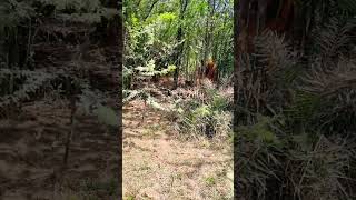 Mahi Bhabhi In Forest Service