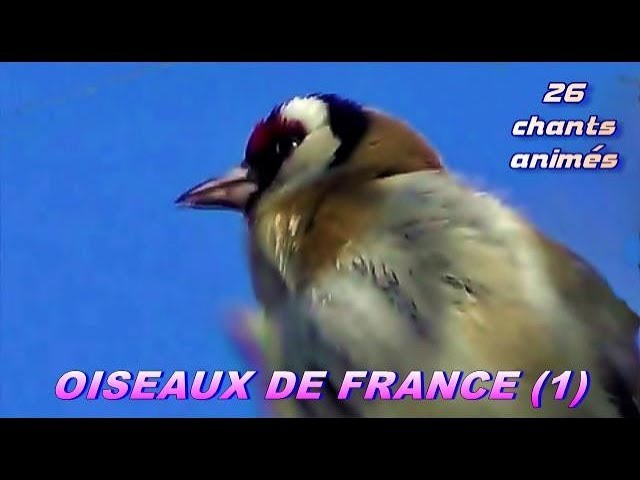 Chants Doiseaux De France 28 Chants