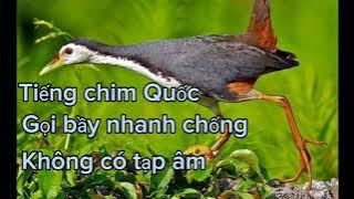 Tiếng chim Quốc gọi bầy cho ae đi đánh nhanh hơn,bird language #slingshot #sanban #mientay #baychim