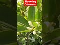 FLOWERING CALAMANSI | Magpabulakalak ng calamanasi | Calamansi