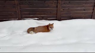 Alice the fox. Walking through the snowdrifts.