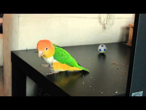 Caique learning colors vol1: Red and Blue Caique learning colors vol1: Red and Blue