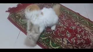 cats playing (😄 isn't it cute?) by Maaz Ahmad 38 views 4 months ago 28 seconds