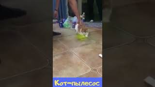 Кот - пылесос) Обучаем кота быть пылесосом)
