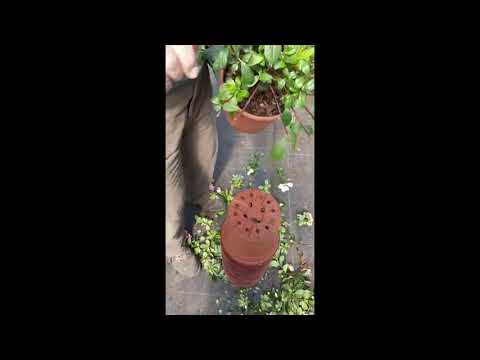 Video: 3 modi per tenere i conigli fuori dal tuo giardino in modo organico