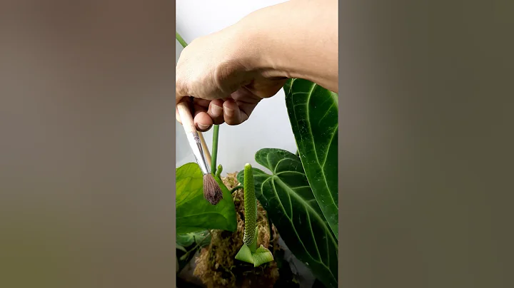 Anthurium Pollination