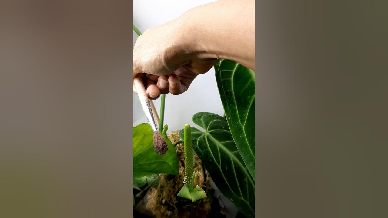 Anthurium Pollination YouTube