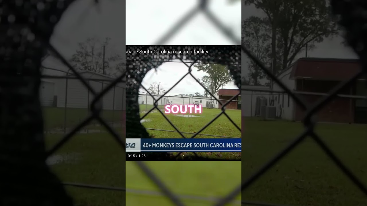 Viral NewZ Source: MONKEYS SOUTH CAROLINA- MONKEY ESCAPE AND ON THE LOOSE ....KINDA SCARY PART 2