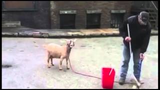 Queen - Fat Bottom Girls (Goat Edition)