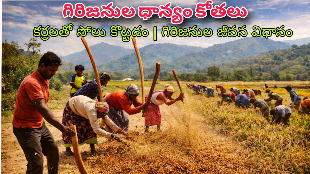 మా గిరిజనులు దాన్యం కోతలు & పంట సేకరణ | సోలుని కర్రలతో కొట్టడం | Tribal real life| AP Tribal Culture