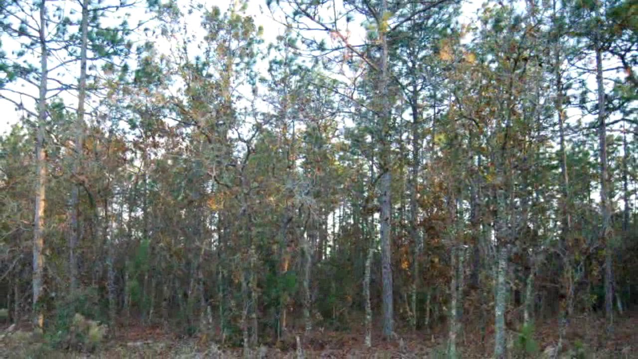 Lots And Land for sale - 0 SW 66 Street, Ocala, FL 34481