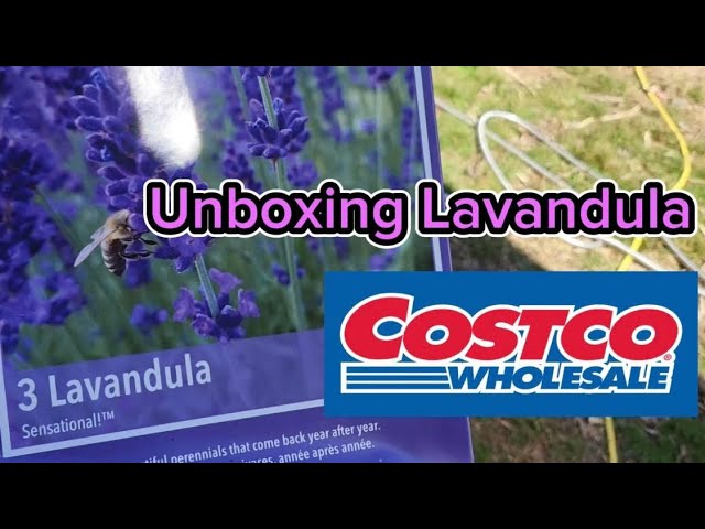 Unboxing The bare root Lavandula from Costco