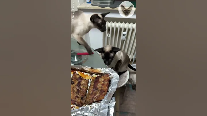 Video 4220261: oriental cats, pet feeding, eating feed, first feeding