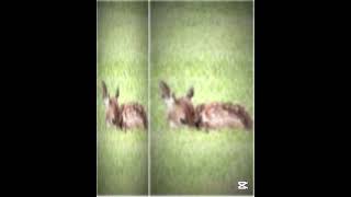 Pretend - Alex G (Low Quality)