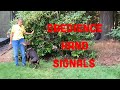 Hand signals to use when training dogs
