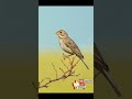 صوت درسة القمح    رابط الفيديو كامل بأول تعليق